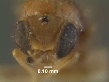 Media type: image;   Entomology 13368 Aspect: head frontal view